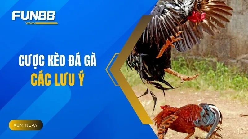 Cược kèo đá gà hôm nay: Thông tin, cách hiểu và những lưu ý cần biết