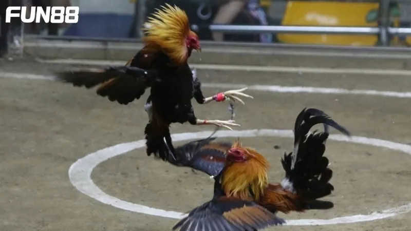 Những loại kèo đá gà thường gặp khi đặt cược