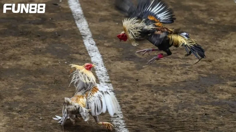 Kinh nghiệm chọn kèo đá gà hôm nay hiệu quả